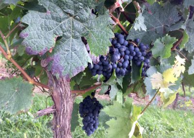 Wine walking Follow the red shoes