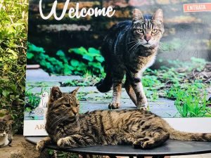 Rome met kinderen katten forum