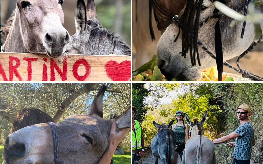 De ezelsalon met Bruno & Martino